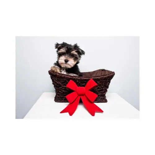 Pet Gift Baskets TFC&H Co.