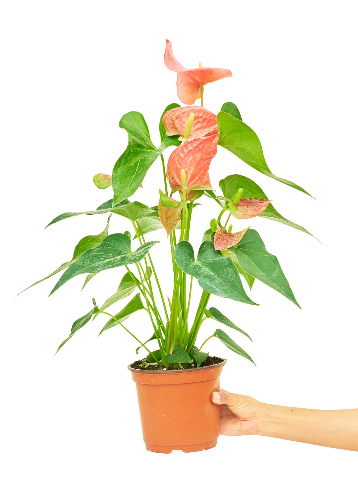 - Anthurium 'Pink Flamingo', Medium - plants at TFC&H Co.