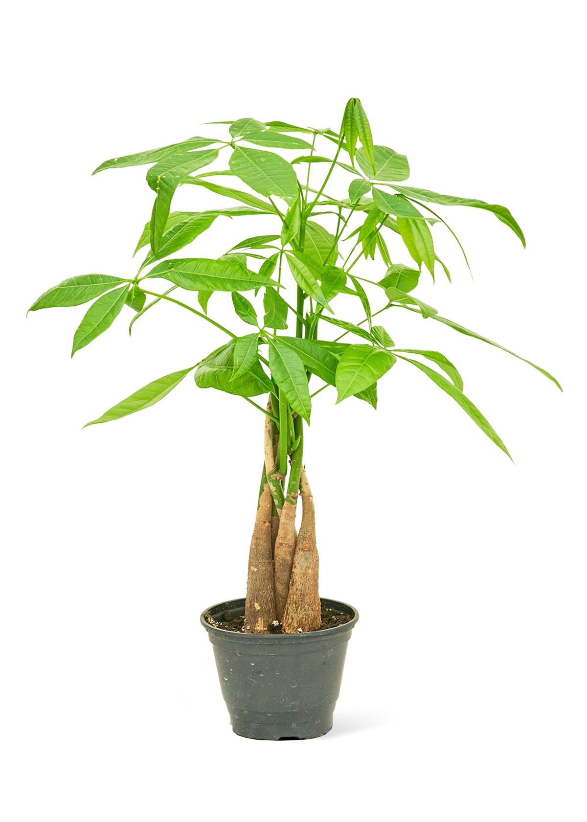 - Braided Money Tree, Small - plants at TFC&H Co.